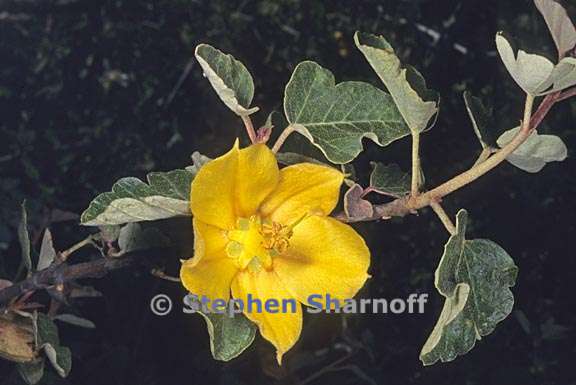 fremontodendron californicum 14 graphic